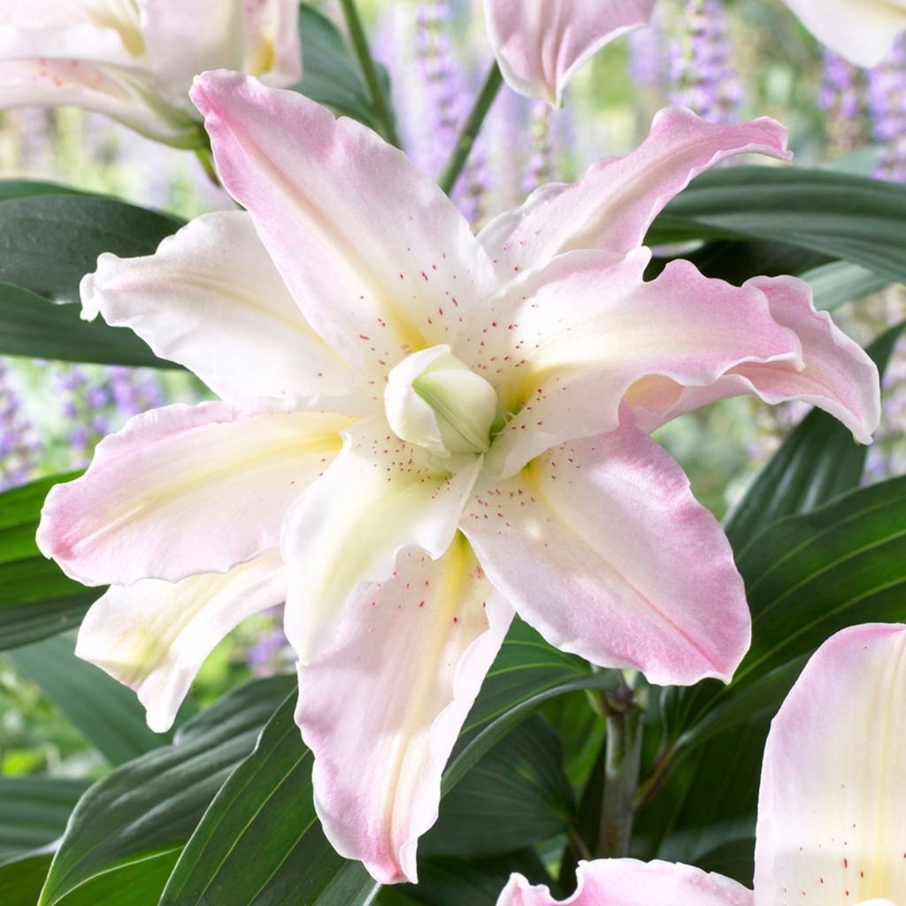 Lilium Oriental 'Soft Music'